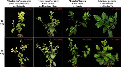 Comparative transcriptome profiling of susceptible and tolerant citrus species at early and late stage of infection by “Candidatus Liberibacter asiaticus”